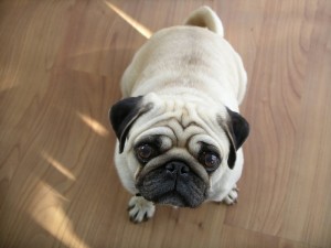 Hardwood Floors and Pets