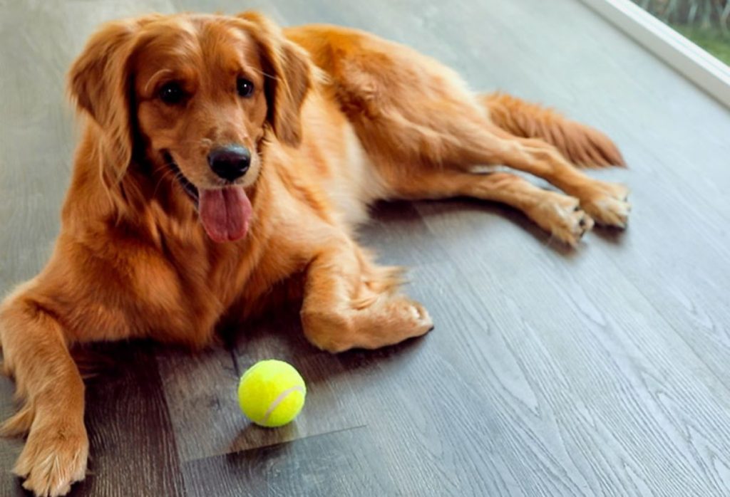 Cascade Floor is perfect for dog.