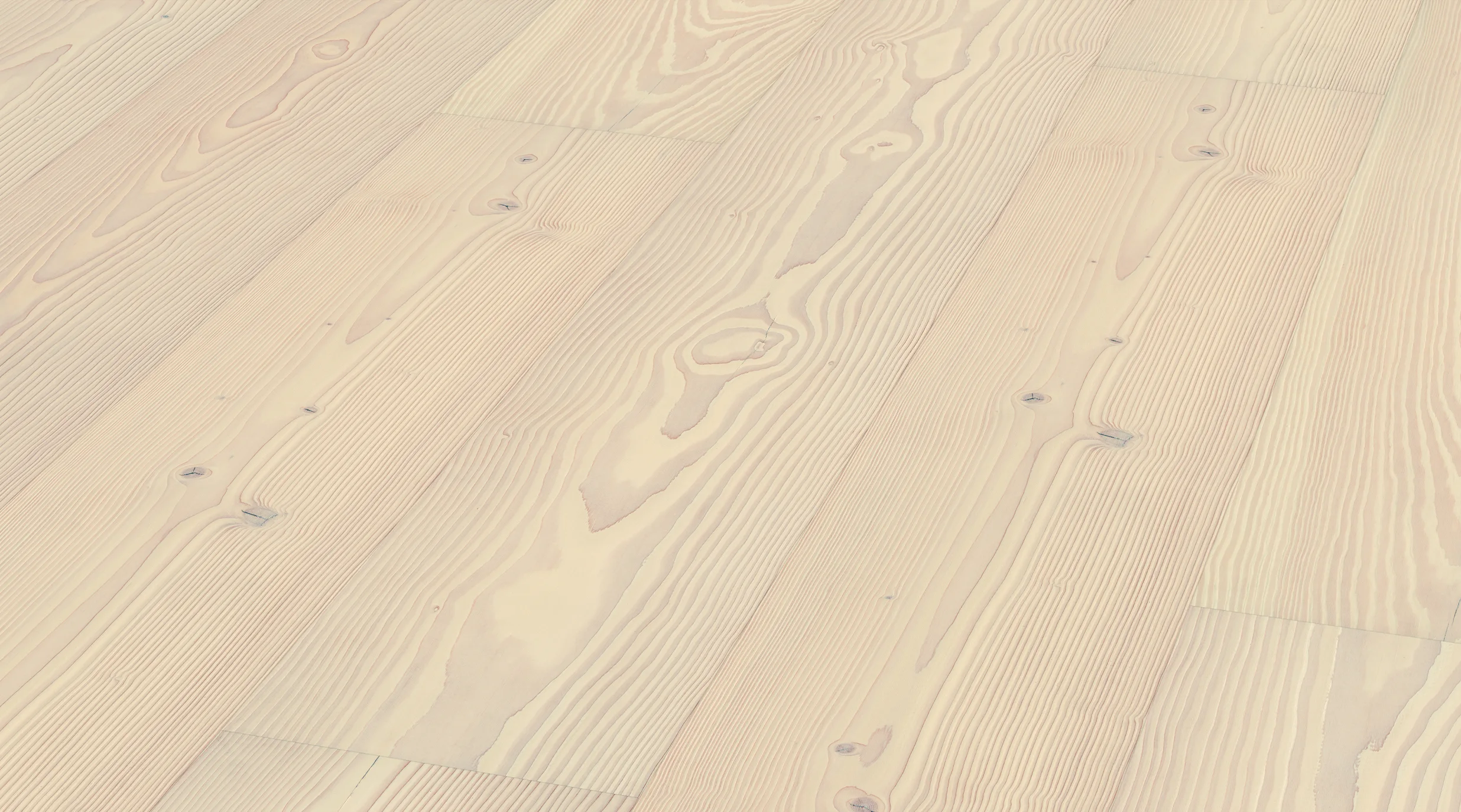 Douglas Fir Prime angle shot